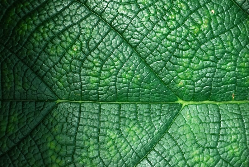 Eco-friendly skincare products